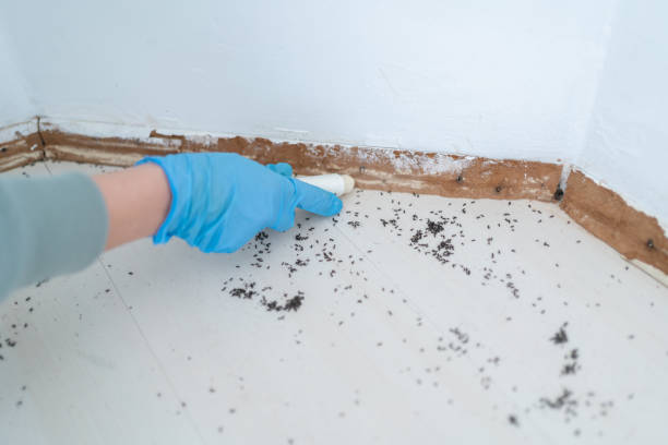 Best Ant Control Services  in Franklinton, NC